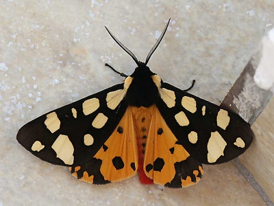 <i class='fa fa-user'></i>&nbsp;jwchess&nbsp;| Roomvlek&nbsp; <i class='fa fa-eye'>&nbsp;335</i> &nbsp; <i class='fa fa-comment-o'>&nbsp;3</i>