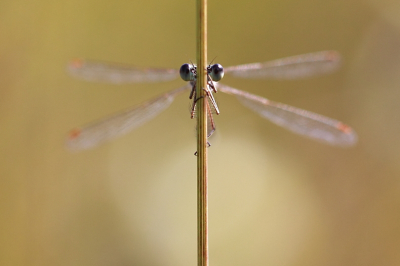 Met Canon 50D en 100mm macro vanaf statief. Geringe scherptediepte om de ogen zoveel mogelijk uit te laten komen.