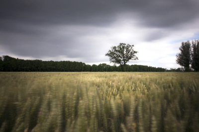was aan het wandelen en zag dit mooi uitzicht, ik heb het statief midden in het veld neergezet en de copositie samengesteld. door gebruik te maken van een 10 stops filter heb ik de beweging weten vast te leggen van het graan en de wolken. Bewust horizon in het midden en rechts de 1 1/2 boom in beeld er bij genomen dit maakt de foto spannender, al wijkt dit van alle regels af. Dit is trouwens de nieuwe trent heb ik vernomen. Heb ook de foto volgens de regels  1 boom rechts boven op snijpunt en horizon op 2/3, maar deze is spannender.