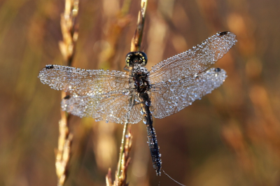 Door de stralingsmist was de Malpie vanmorgen een plaatje. Plotseling zag ik dit bedauwde exemplaar hangen en vanaf statief met de Canon 100 mm macro een aantal opnamen gemaakt. Ik worstel nog enigzins met de scherptediepte.