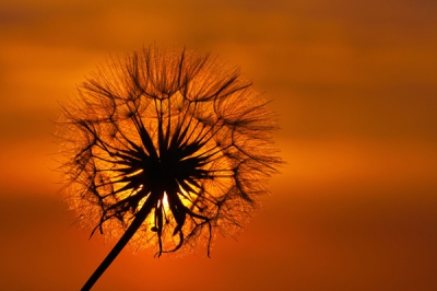 Ik zag de zon onder gaan en ook deze ppardenbloem die al in pluisvorm was, ik heb gewacht tot de ondergaande zon mooi achter de bloem was en deze macrofoto er van gemaakt

Gr sam