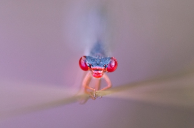 Vandaag gelukkig vrij van school waardoor ik mooi nog even voor het eerst kon gaan rondneuzen in kampina bij Oisterwijk.
Jammer genoeg waaiden het net iets te hard waardoor goede plekken voor macrofotografie schaars waren.
Deze juffer zat op een grasspriet op de zon te wachten. De kleur van de heide maakt de foto mooi af vind ik.