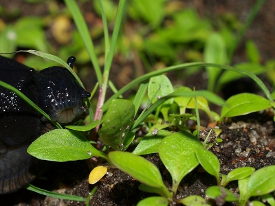 Deze slak kwam ik tegen op een bospad.  Hij had duidelijk interesse in de planten.