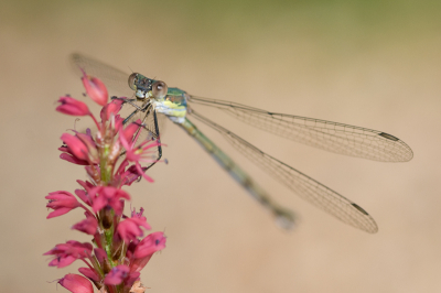 De hele zomer zijn er weinig libellen en juffers in de tuin aanwezig geweest, maar nu is er ineens een "explosie" van deze prachtige insekten. Blijkbaar zijn de omstandigheden nu wat beter..