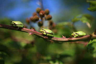 Boom kikker workshop gehad in Drenthe, zo ongelofelijk veel gezien daar heel mooi. wel erg war en hard licht op die dag.