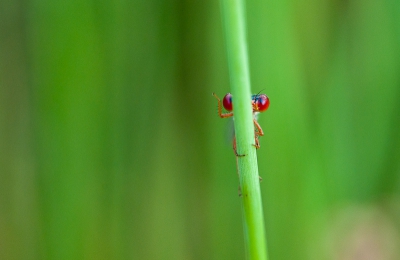 Afgelopen maandag in Kampina geweest voor macrofotografie. Deze koraaljuffer zwaaide me vriendelijk gedag.