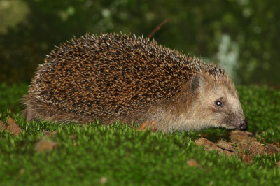 Deze egel liep rustig over het mos bij het vallen van de avond
Gr Arian