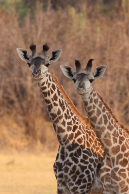 In de avond kwamen we een familie groep Giraffen tegen. Er waren twee jonge exemplaren bij. Op een bepaald moment keken zij ons beide enigszins gebiologeerd aan. Dit moment heb ik vast kunnen leggen. Het gaat hier trouwens om de locale ondersoort thornicrofti.
