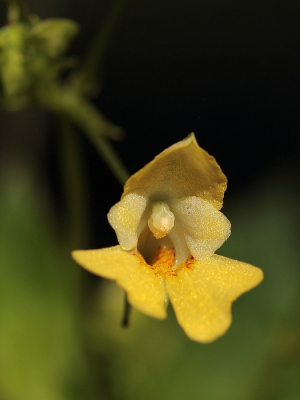 Tijdens hete oppassen er even tussen uit gepiept. Bij de duinen in de schaduw van de bomen vond ik deze bloemen.