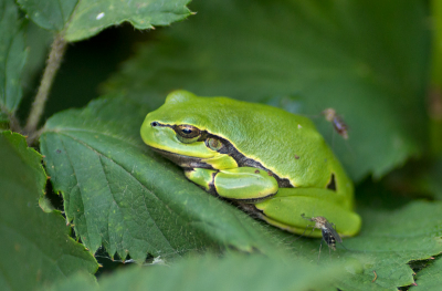 Wie kent het niet, lek geprikt worden door de muggen, ook deze boomkokker kreeg deze muggen op bezoek, het leek hem niet te deren.