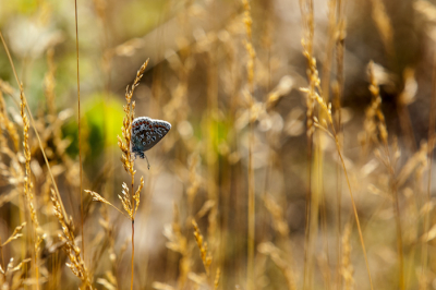 Afgelopen weekend gefotografeerd bij een prachtig licht met de 70-200mm lens in een gras veldje