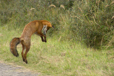 De jonge vos kwam aanlopen en maakte deze sprong toen hij iets waarnam.
