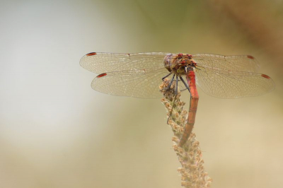 in namiddag, beetje zon, deels door het gras voor wat vervaging