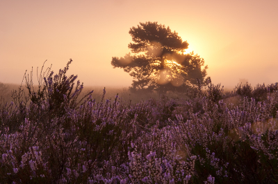 Deze foto is gemaakt om 8.15 uur de zon stond al wat hoger en scheen daarom mooi door de boom heen en over de mist die er nog hing. Gemaakt met statief en draadontspanner en 2 lee ND filters. 06 en 0.9. Er zaten druppels op de filters van het natte gras wat ik niet in de gaten had maar achteraf vond ik het de foto juist wel wat extra sfeer geven maar dat is natuurlijk persoonlijk.