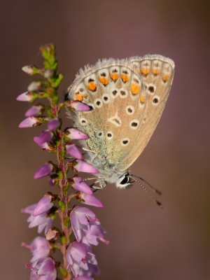 Iedereen al zat van de Icarusblauwtjes? Op de valreep nog ntje dan, uit de tijd van de (inmiddels bijna uitgebloeide) "paarse pracht".