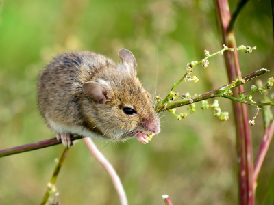 Terwijl ik vogels aan het kijken was rond het Lauwersmeer kwam er plotseling een muisje tevoorschijn. Op z'n gemak begon hij te eten en stoorde zich totaal niet aan mijn aanwezigheid. Af en toe beet hij een takje los en verdween hij maar telkens was hij weer terug dus dit was mijn kans op een mooie foto. Helaas alleen een compactcamera in de buurt maar vind de foto toch wel aardig.