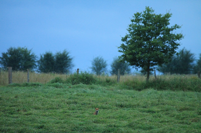 De boer was 's-middags bezig geweest op zijn land, de vos ging er 's-avonds op (muizen)jacht.
Omdat de vos toch de aandacht trekt, heb ik deze foto maar niet voor het landschappenalbum aangeboden.
