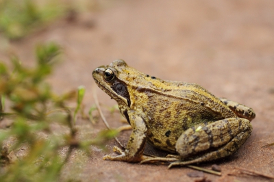 Omdat ik vogels aan het kijken was trapte ik bijna opdeze bruine kikker.
Verschrikt heb ik snel een paar passen naar achteren gedaan en de lens verwisseld.
Omdat er weinig licht was had ik graag nog tijd gehad om wat uit te proberen en meer scherpte te krijgen.
Uiteindelijk is het gewoon leuk, deze onverwachte ontmoeting.