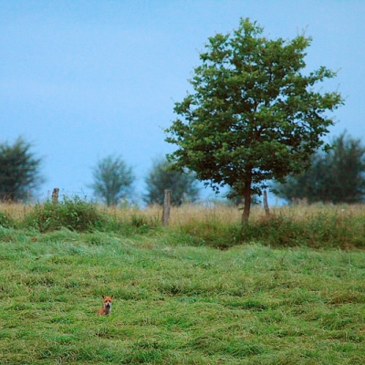 Geopend in photoshop en vierkant uitgesneden.
Wat blauw en groen uit de foto gehaald.
Wat rood toegevoegd.
In curves wat lichter gemaakt.
Nog iets verscherpt 50% - 0.1.
Natuurlijk uitgevoerd op de foto die in het TA staat.
Dus op het origineel nog wel wat beter te doen.