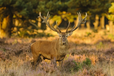 Ik wilde graag met eigen ogen de bronst van de Edelherten een keer aanschouwen en heb er erg van genoten. Dit is een van mijn favoriete foto's geworden. Het hert staat inmiddels in de schaduw maar de bosrand erachter wordt nog beschenen door de ondergaande zon waardoor een mooie gloed ontstaat.