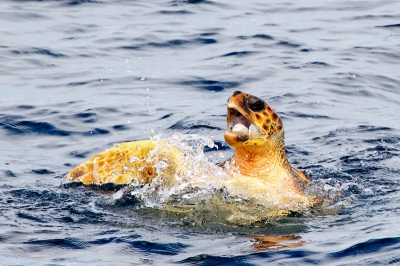 Tijdens een whalewatching boottocht over de Straat van Gibraltar vanuit Tarifa in zuid Spanje werd er een schildpad gespot net toen ik begon er om een paar foto's van te maken dook hij op om adem te halen, het is net al of de schildpad om 'hulp' roept of ademnood heeft. Ik heb dit gedrag nog nooit eerder bij een schildpad gezien!