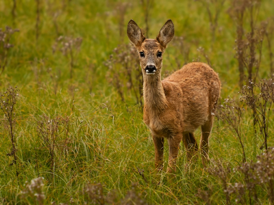 Terwijl ik door de duinen fietste zag ik achter een hek en half verscholen achter een bosje een ree staan. Door wat opzij te stappen kreeg ik haar vrij in beeld en kon deze foto maken voor ze de bosjes in wandelde.
