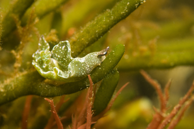 Na lange tijd weer eens een duik gemaakt in het Grevelingenmeer bij het gemaal van Dreischor. Zoals vaak in het najaar wemelde het van de groene wierslakjes tussen de 2 en 5 meter diepte. Het zicht was prima en ik heb me dan ook een uurtje goed kunnen vermaken met de slakjes.