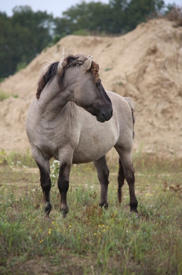 Tijdens basis workshop natuurfotografie in open veld kudde koninkspaarden tegenkomen met hengst die zijn kudde erg goed beschermde.