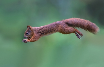 Sciurus vulgaris / Eekhoorn / Red Squirrel