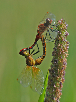 <i class='fa fa-user'></i> Jan Luit | Sympetrum internum  <i class='fa fa-eye'> 72</i>   <i class='fa fa-comment-o'> 3</i>