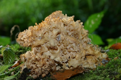 <i class='fa fa-user'></i>&nbsp;Art&nbsp;| Grote Sponszwam&nbsp; <i class='fa fa-eye'>&nbsp;207</i> &nbsp; <i class='fa fa-comment-o'>&nbsp;0</i>