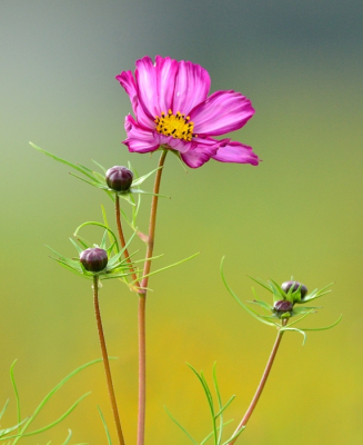 Ik ben geen kenner van bloemen en planten want doorgaans fotografeer ik vogels. Deze Cosmea in een veld met gele bloemen viel zo op dat ik er wel een foto van MOEST maken!
