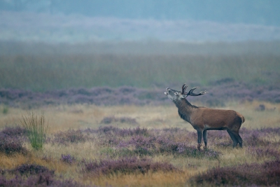 Gisteren geprobeert om ook iets van de edelhertenbronst te fotograferen. De wildbaan op de HV ben ik echter op uitgekeken, veel te druk. Op de Veluwezoom kon ik met wat geluk en geduld oa deze opname maken. Het blijft een prachtige belevenis.