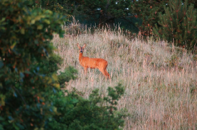 Op een avondwandeling in de amsterdams waterleidingduinen, is er altijd kans dat je groot wild tegen komt. Zo hier een ree