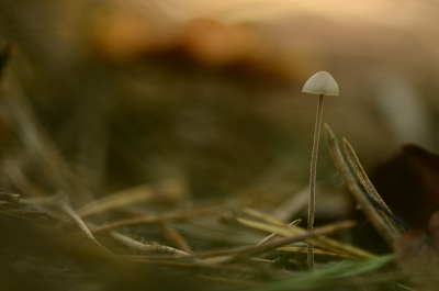 Deze foto heb ik gemaakt met mijn macrolens. Ik moest vlakbij het onderwerp op de grond liggen om deze foto zo te krijgen.
