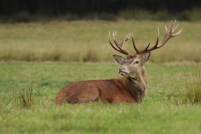 Gisteren naar Duitsland geweest om edelherten te fotograferen. De bronst is hier al volop aan de gang, maar daar was het nog erg rustig. Heb verder wel genoten van deze prachtige dieren.