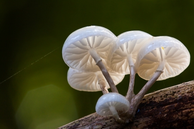 Vandaag op stap geweest  in de Zeewolder bossen. Er staan al heel  veel paddestoelen. 
Dit vond ik vandaag de best geslaagde opname .