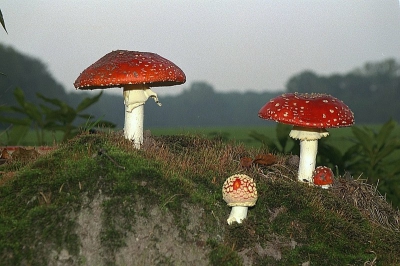 <i class='fa fa-user'></i>&nbsp;Art&nbsp;| Vliegenzwam&nbsp; <i class='fa fa-eye'>&nbsp;806</i> &nbsp;<i class='fa fa-thumbs-up'>&nbsp;2</i> &nbsp; <i class='fa fa-comment-o'>&nbsp;22</i>