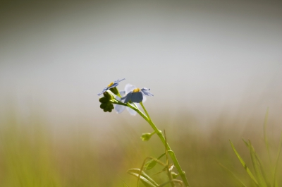 Nazomers laag zonlicht. Bijna tegenlicht, liggend op de vochtige grond van een oever dit fragiele bloemetje gefotografeerd.