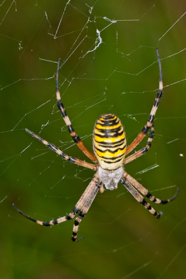 Na de Dutch birdfair nog even bij de wespspinnen in Zaandam gestopt. Foto is genomen met een Nikon D300 en de nikon 105mm VR micro.