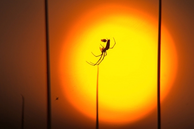 Bij opkomende zon op zoek geweest naar spinnen. Deze zat er mooi voor en had net een vlieg in zijn web gevangen