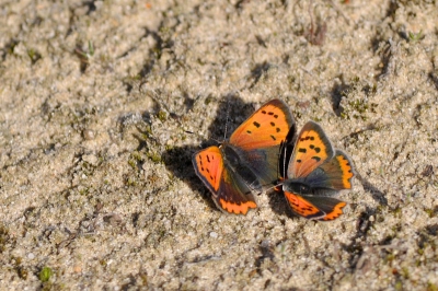Op een afgeplagt stukje heideveld zaten mannetje en vrouwtje (denk ik) rond elkaar te fladderen.