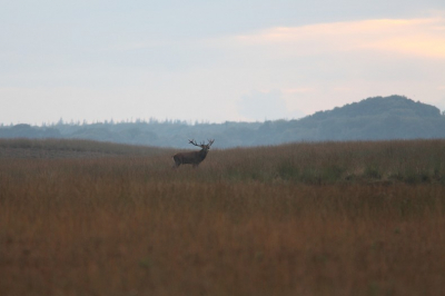 S'avonds nog even een rondje fietsen door het bos, plotseling hoor je een burl en daar stond hij op de heide eenzaam te burlen en andere uit te dagen...
Snel de boel op statief gezet en deze plaat gemaakt, en verder toch nog even genoten tot zonsondergang.