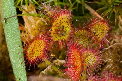 In het Pinkster weekend organiseert Staatsbosbeheer altijd "wandelen op water" in het Guisveld. Als je goed kijkt kom je de Zonnedauw dan tegen. Foto gemaakt met 105mm VR micro van Nikon.