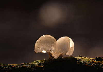 Vandaag met de macrolens op pad gegaan voor de paddenstoelen, Deze kwam ik tegen waar de zon mooi even om schijnde