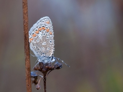 Vroeg in de ochtend bij eerste ochtendlicht. Zonnig weer.