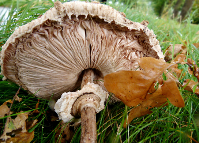 Kleine kindervoetjes, natte zwijnenpoten of een grijnzende herfstbries?
Wie velde deze vlezige, vliezige najaarspassant?
In de plooi blijft het allemaal wel.