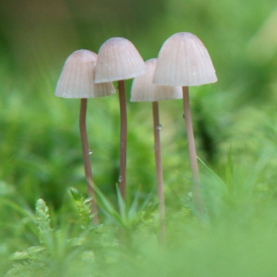 Vanmorgen veel regen, later was het droog en ben ik op zoek gegaan naar paddestoelen.
Weer eens wat anders dan de herten. 
Ik ben maar op mijn buik gaan liggen om dit viertal in het vochtige bos er uit te lichten.