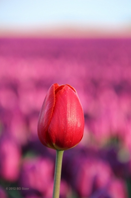 Gemaakt tijdens de workshop bloembollenvelden fotograferen in Flevoland.