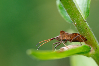 Een van de eerst macro opnames met mijn nieuwe lens met als onderwerp de Zuringwants.